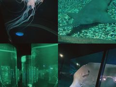 -香港海洋公园