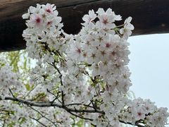 -南汇桃花村