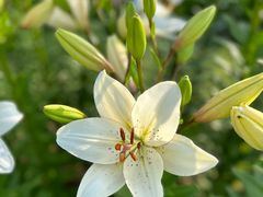 -花开海上生态园