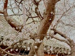 -春风习习