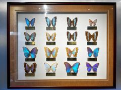 -上海昆虫博物馆