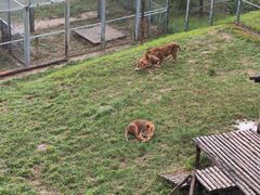 -青藏高原野生动物园