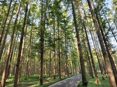 -黄海国家森林公园