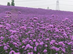 -紫颐香薰山谷景区