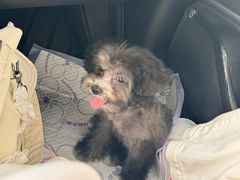 -翊宠yipet猫狗购宠庄园犬舍•猫舍