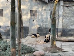 -中国大熊猫保护研究中心雅安碧峰峡基地