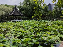 -上海醉白池公园