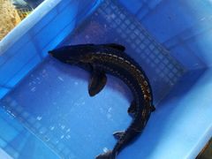 -荣德灶台鱼(圣泉寺店)