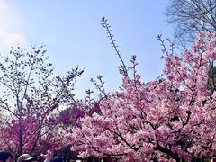 -顾村公园