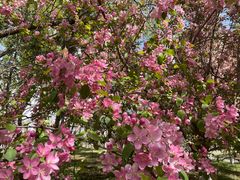 -长白岛森林公园