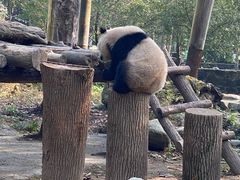 -都江堰中华大熊猫苑
