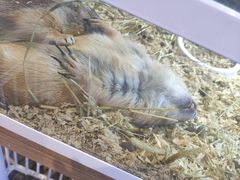 -酷以爬仙阁实体爬宠店·守宫·蜥蜴·专业繁育