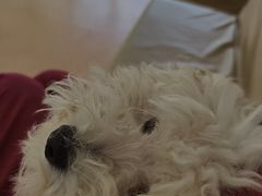 -宠颐生中康贝怡动物医院