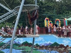 -西霞口神雕山野生动物世界