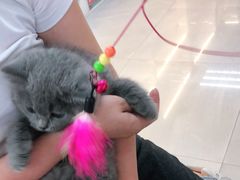 -lincat·猫舍(广州店)