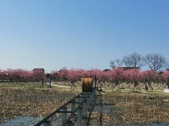 -枫林花海