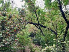 -樱桃山旅游景区