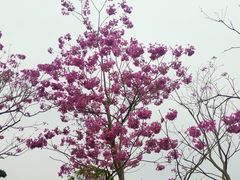 -香山湖公园