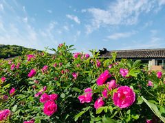 -龙寺生态园