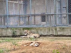 -石家庄市动物园