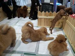 -东浩兰生上海世博展览馆