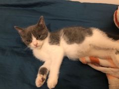 -Bastet sally猫舍购宠(静安店)