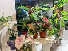 -花神·轻食简餐·咖啡馆·花卉绿植(荷兰花卉小镇店)