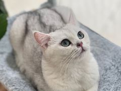 -COLOR PETS 撸猫馆·购猫·猫咖(长风大悦城店)