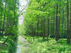 -黄海国家森林公园