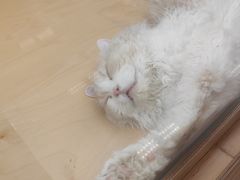 -帕帕拉兹宠物(亚洲旗舰店)