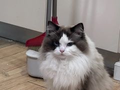 -派特宠物医院(圆融广场店)