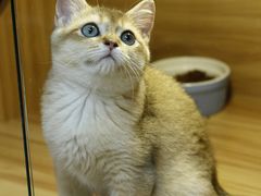 -猫十亿·布偶金渐层·曼基康矮脚猫舍(青年路店)