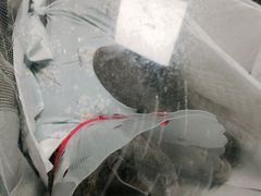 -宠福鑫康馨动物医院·骨科·眼科