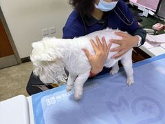 -美联众合动物医院·24h转诊中心
