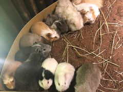 -藦茜花园宠物主题亲子互动体验馆(国顺东路店)