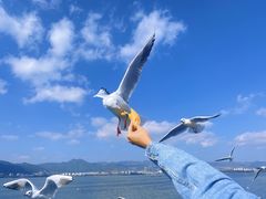 -海埂大坝