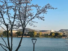 -羊山湖公园