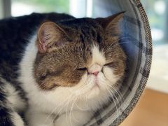 -瞄一喵猫咖(格力海岸店)