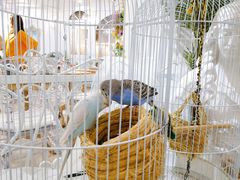 -共舞时光猫咖·狗咖(新街口店)