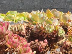 -桥边小楼·手工云南菜·古城观景小楼