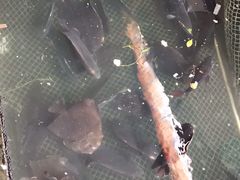 -蓝湾碧波·老字号·疍家非遗海上餐厅