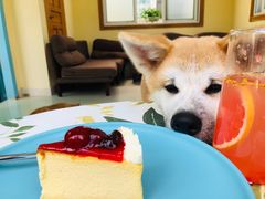 -喜柴咖啡·柴犬狗咖