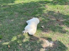 -趣多多宠物公园·宠物训犬学校·宠物寄养