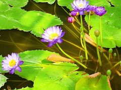 -国家植物园南园