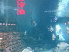 -烟台海昌鲸鲨海洋公园