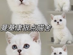 -lincat·猫舍(广州店)