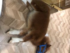-猫色咖啡·猫咖