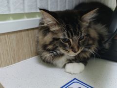 -瑞鹏宠物医院·骨科·猫科·内科(第一中心)