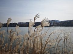 -羊山湖公园