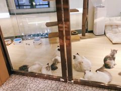 -momokira米努特·德文卷毛猫·棉花面纱犬